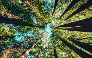 View looking up at tops of trees in forest